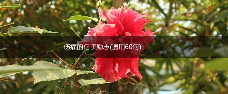 伤痛的句子励志(通用60句),第1张
