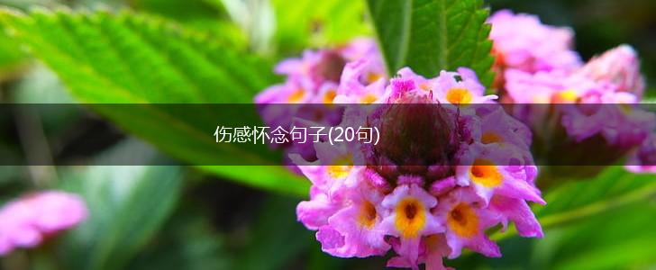 伤感怀念句子(20句),第1张