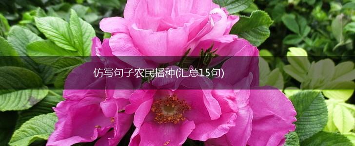 仿写句子农民播种(汇总15句),第1张