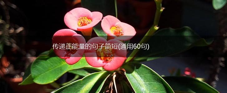 传递正能量的句子简短(通用60句),第1张
