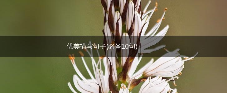 优美描写句子(必备10句),第1张