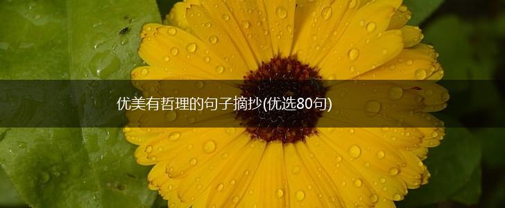 优美有哲理的句子摘抄(优选80句),第1张