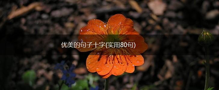 优美的句子十字(实用80句),第1张