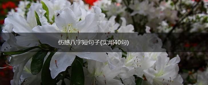 伤感八字短句子(实用40句),第1张