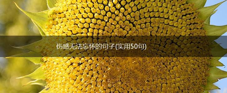 伤感无法忘怀的句子(实用50句),第1张