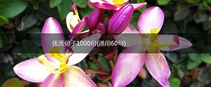优秀句子1000句(通用60句),第1张