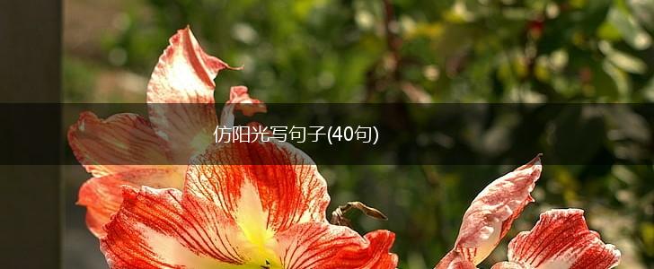 仿阳光写句子(40句),第1张