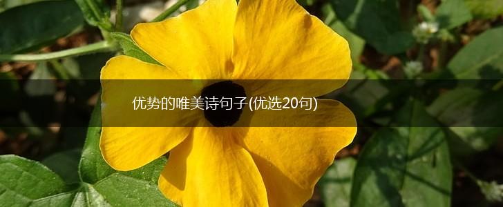 优势的唯美诗句子(优选20句),第1张