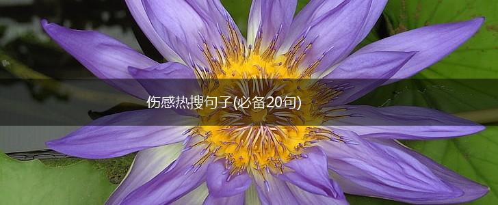 伤感热搜句子(必备20句),第1张