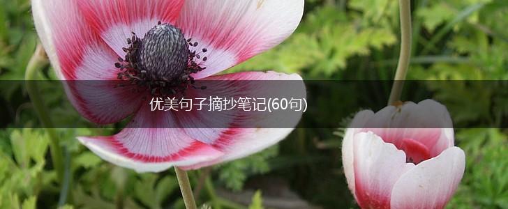 优美句子摘抄笔记(60句),第1张