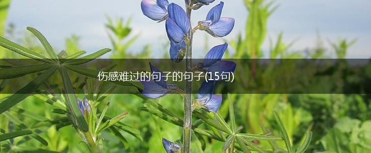 伤感难过的句子的句子(15句),第1张