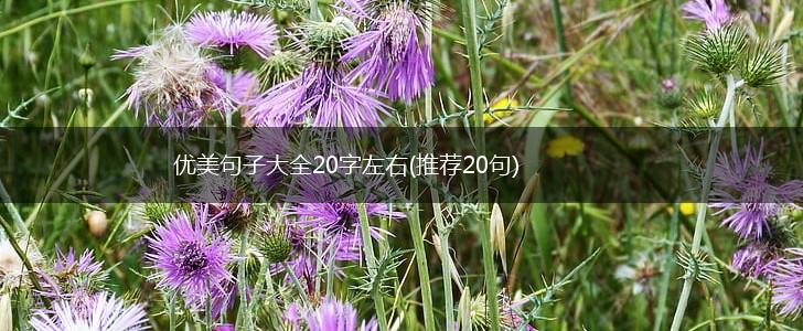 优美句子大全20字左右(推荐20句),第1张