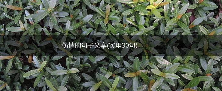 伤情的句子文案(实用30句),第1张