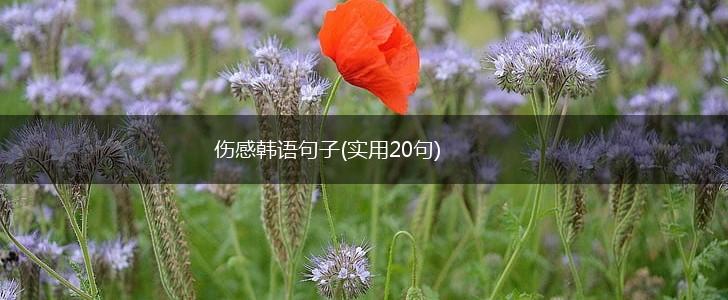 伤感韩语句子(实用20句),第1张