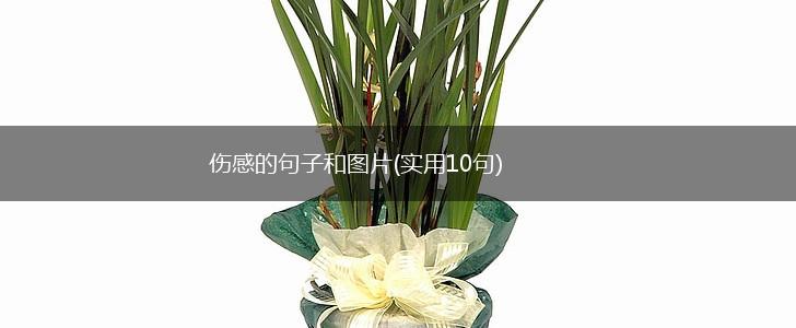 伤感的句子和图片(实用10句),第1张