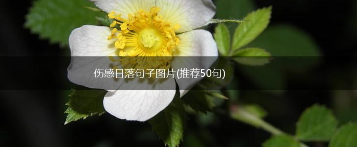 伤感日落句子图片(推荐50句),第1张