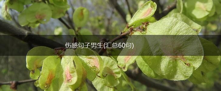 伤感句子男生(汇总60句),第1张