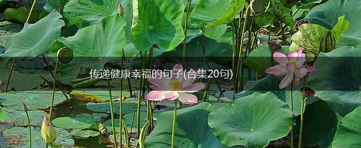 传递健康幸福的句子(合集20句),第1张