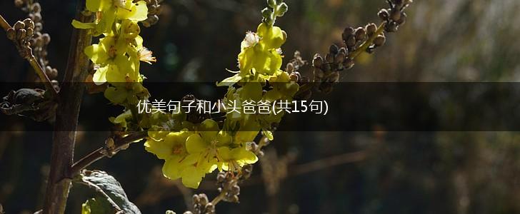 优美句子和小头爸爸(共15句),第1张