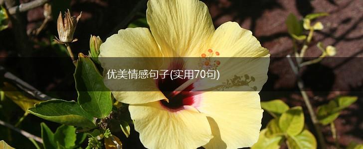 优美情感句子(实用70句),第1张