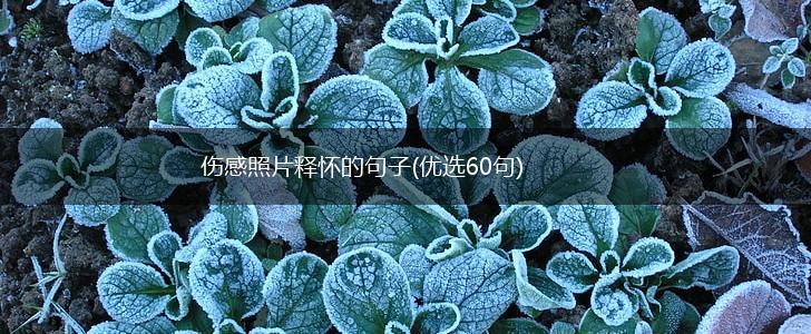 伤感照片释怀的句子(优选60句),第1张