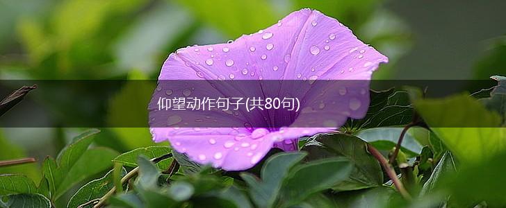 仰望动作句子(共80句),第1张