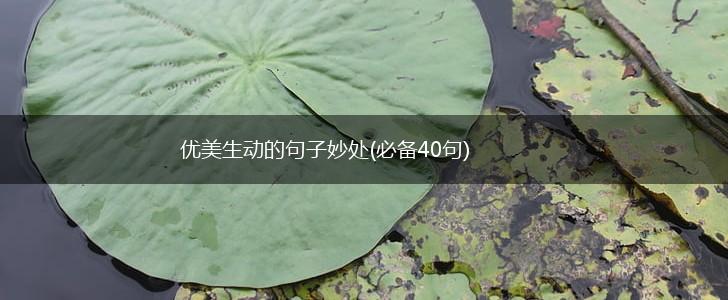 优美生动的句子妙处(必备40句),第1张