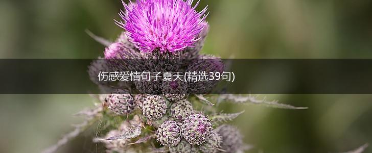 伤感爱情句子夏天(精选39句),第1张