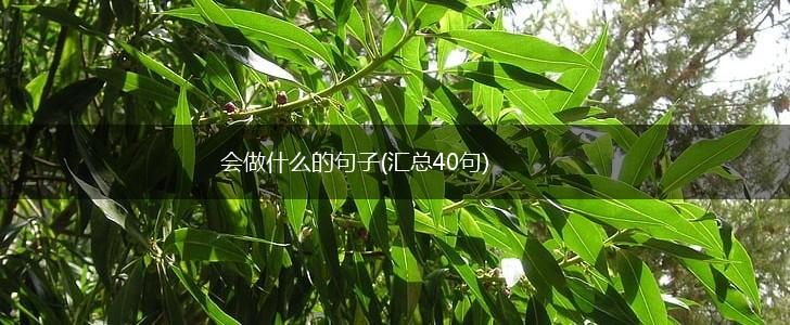 会做什么的句子(汇总40句),第1张