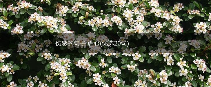 伤感的句子 虐心(优选20句),第1张