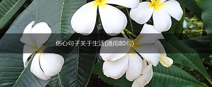 伤心句子关于生活(通用80句),第1张