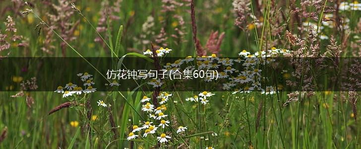 仿花钟写句子(合集60句),第1张