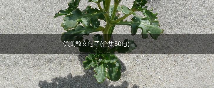 优美散文句子(合集30句),第1张