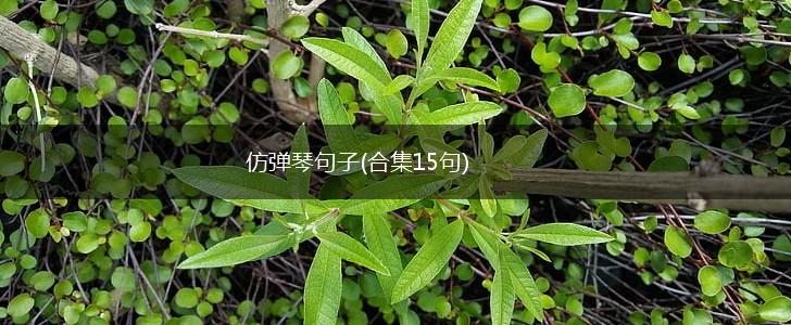 仿弹琴句子(合集15句),第1张