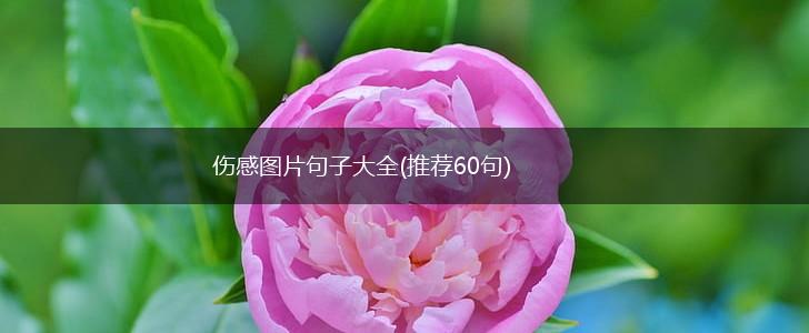 伤感图片句子大全(推荐60句),第1张