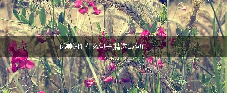 优美词汇什么句子(精选15句),第1张