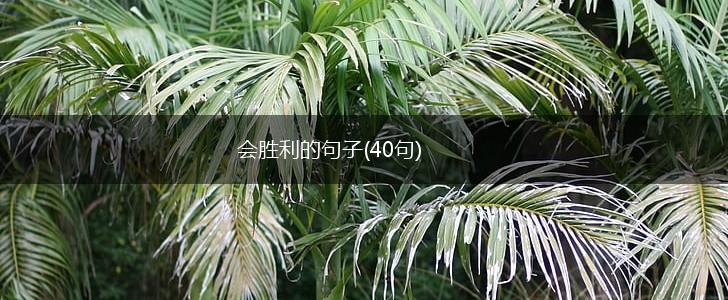 会胜利的句子(40句),第1张