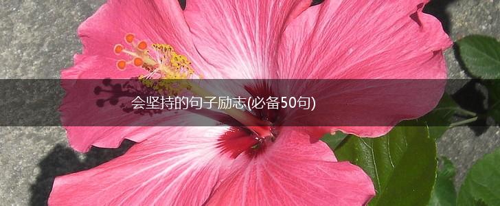 会坚持的句子励志(必备50句),第1张