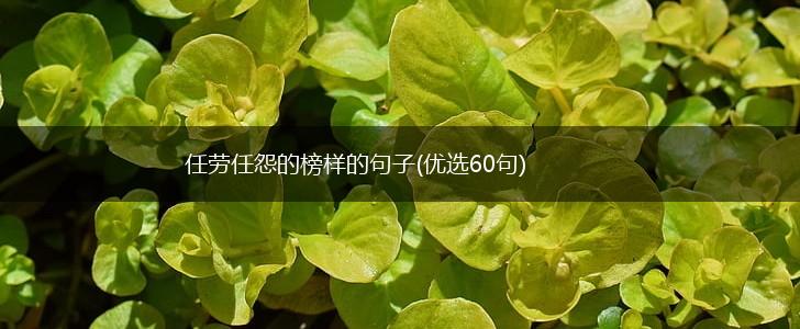 任劳任怨的榜样的句子(优选60句),第1张