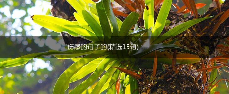 伤感的句子的(精选15句),第1张