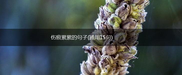 伤痕累累的句子(通用15句),第1张