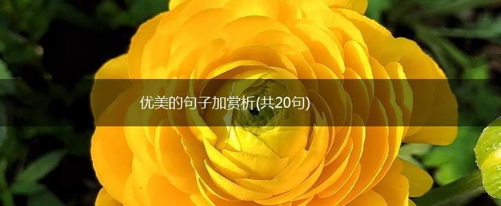 优美的句子加赏析(共20句),第1张