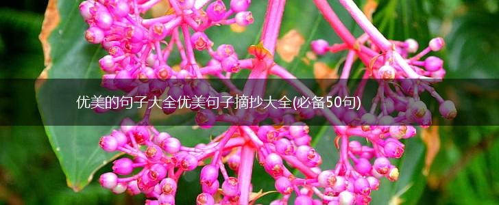 优美的句子大全优美句子摘抄大全(必备50句),第1张