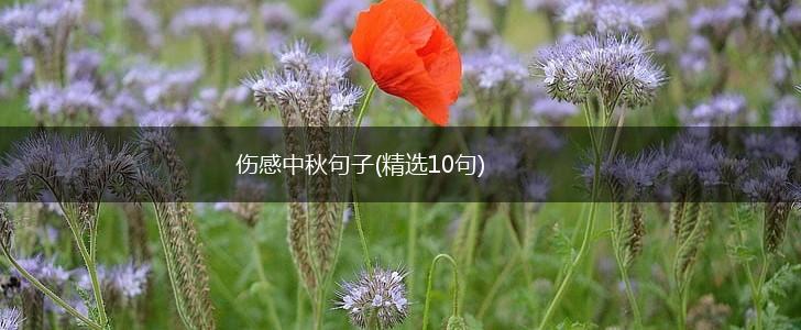 伤感中秋句子(精选10句),第1张