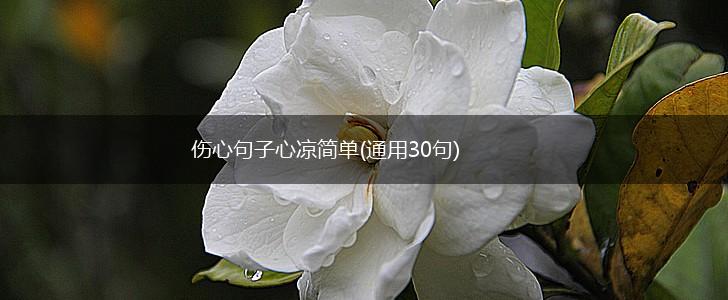 伤心句子心凉简单(通用30句),第1张