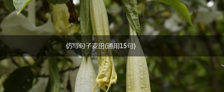 仿写句子麦田(通用15句),第1张