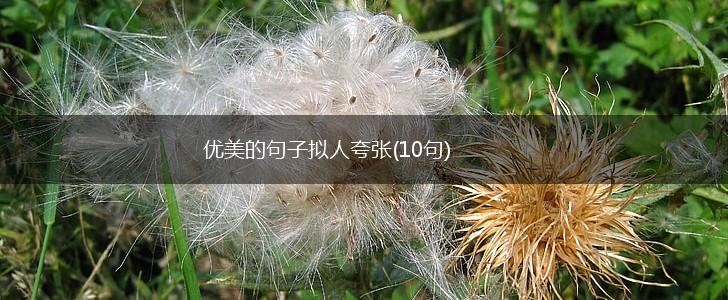 优美的句子拟人夸张(10句),第1张