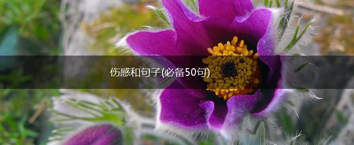 伤感和句子(必备50句),第1张