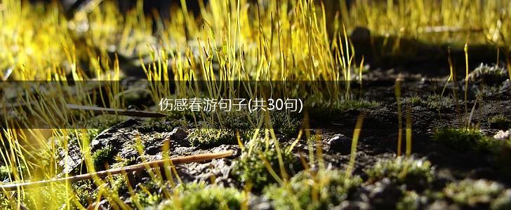 伤感春游句子(共30句),第1张