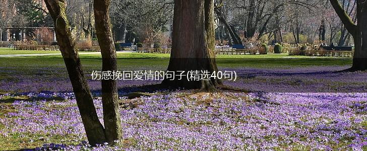 伤感挽回爱情的句子(精选40句),第1张